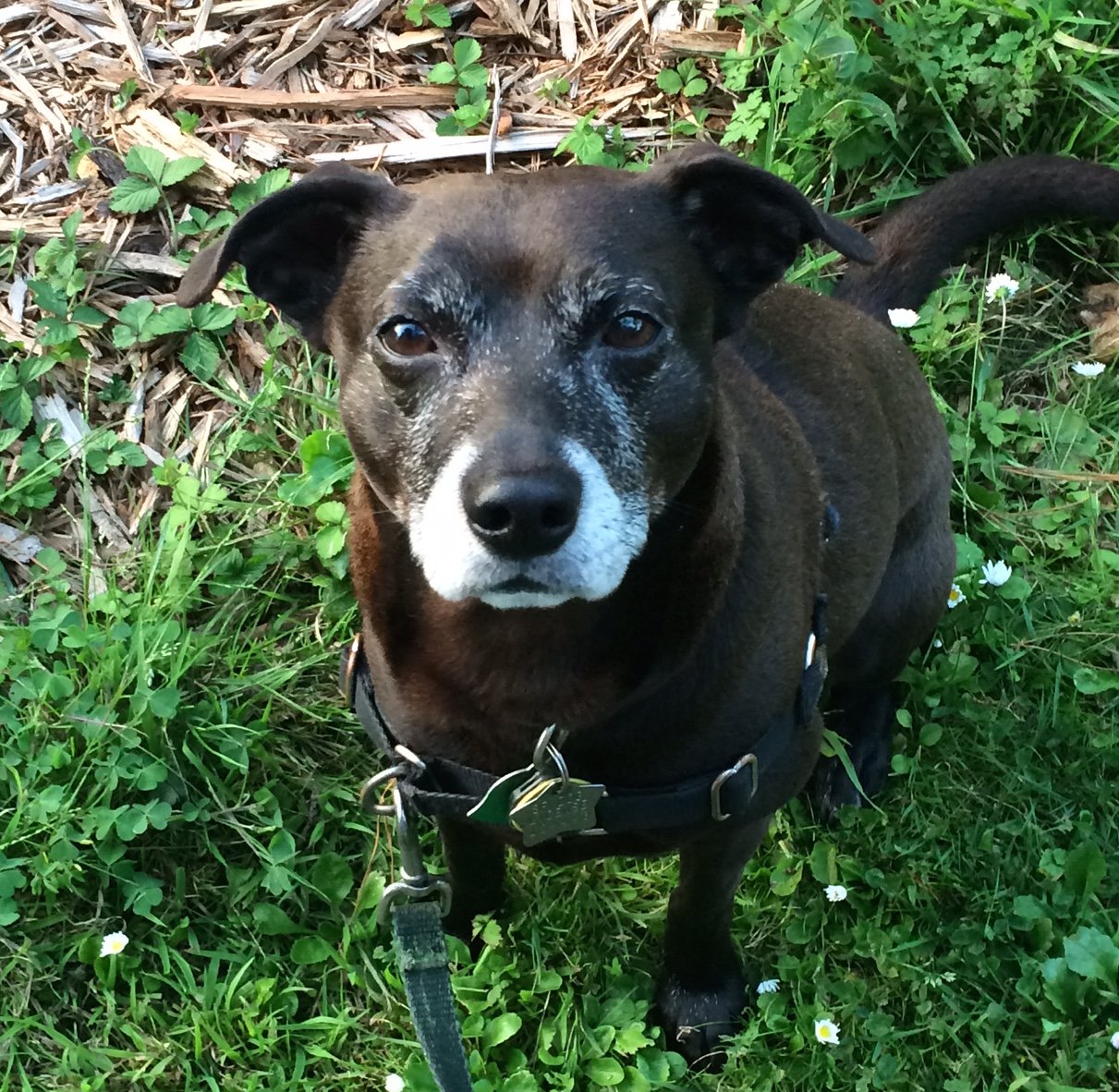 Terrier Mix