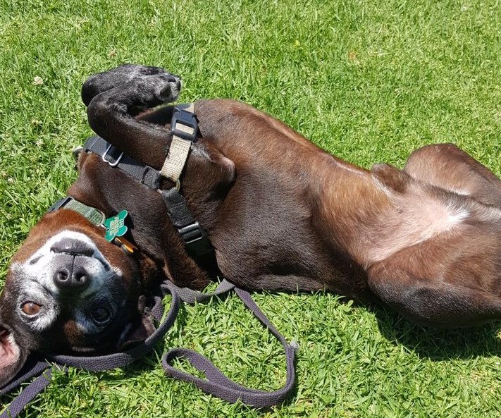 Terrier Mix lying on grass