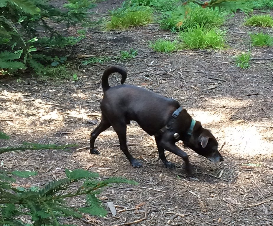 Terrier Mix taking a hike