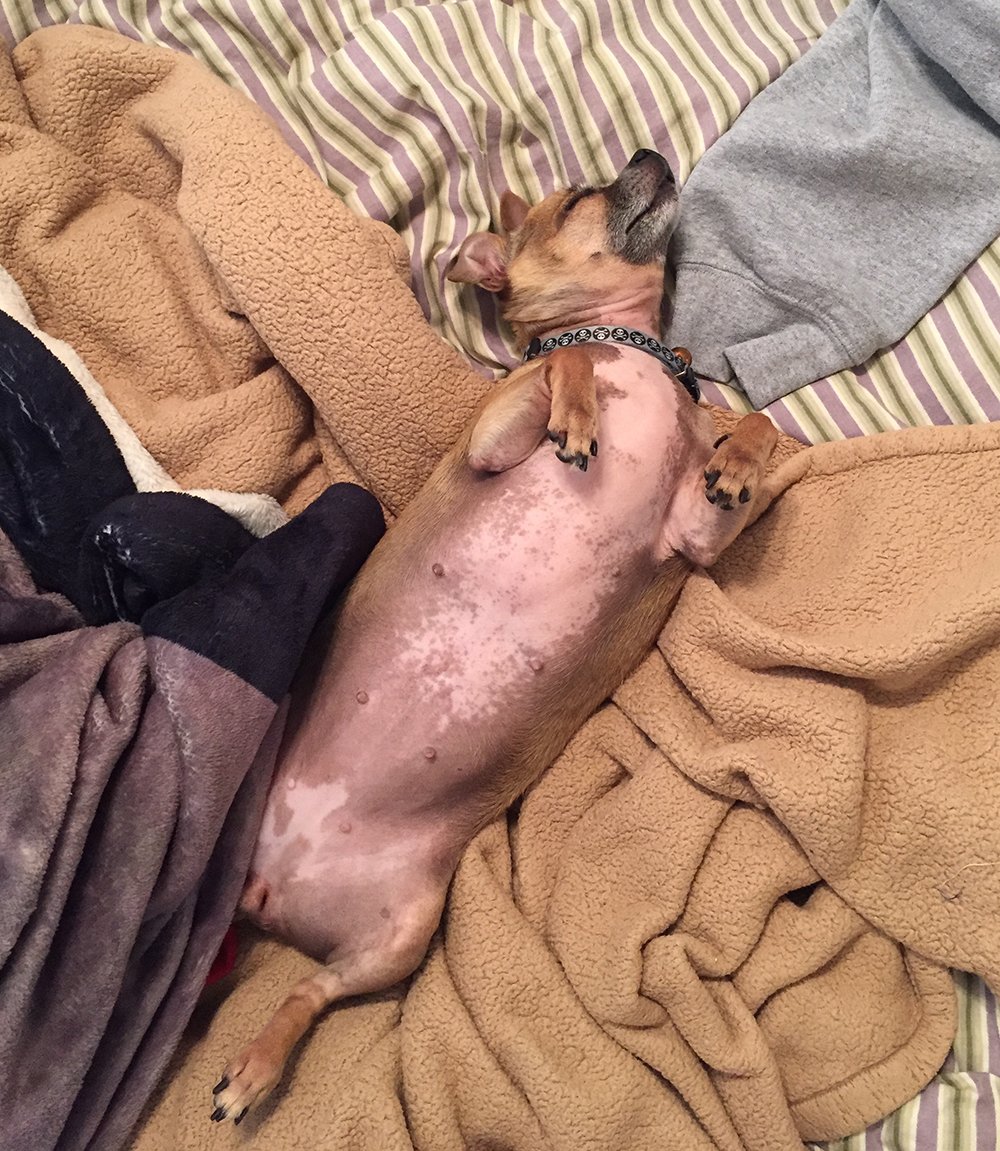 Chihuahua lying on back
