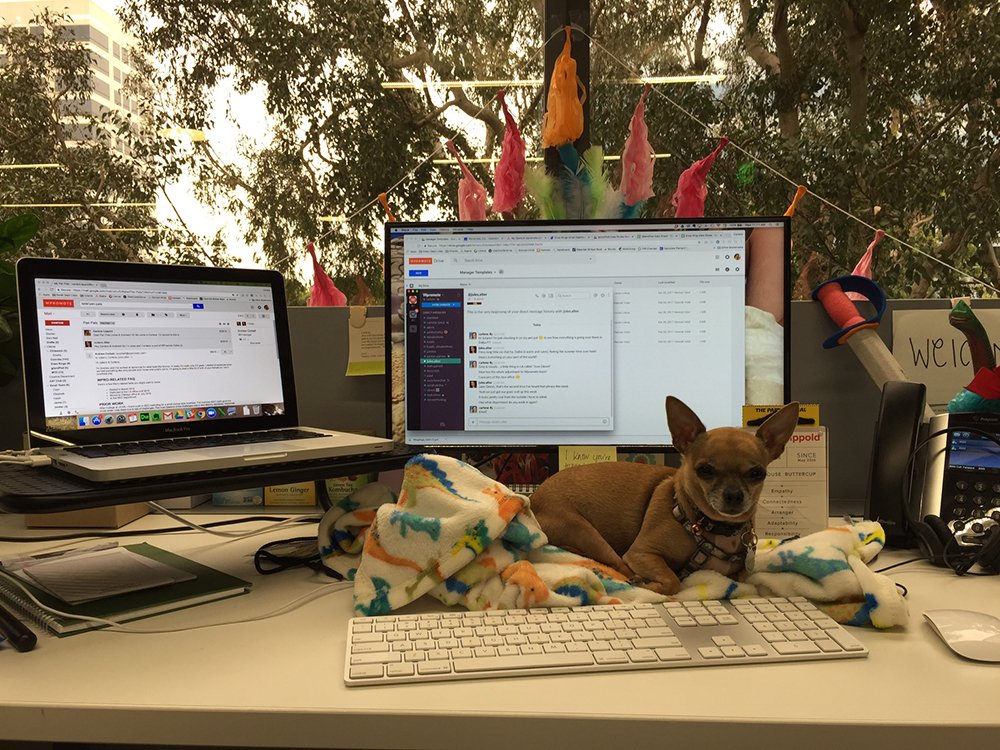 Chihuahua sitting next to computer on desk