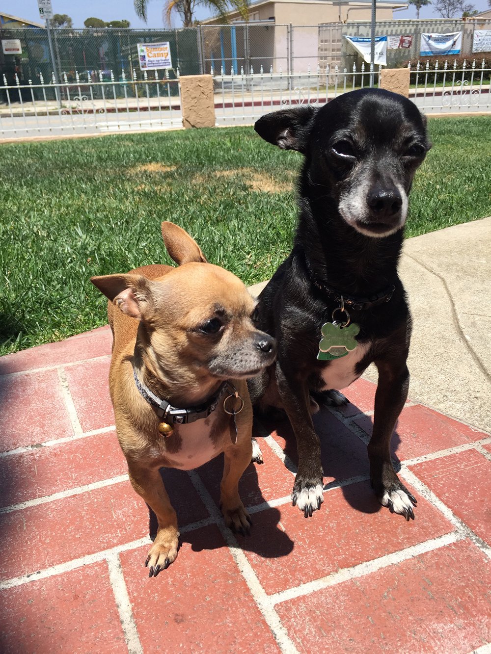 Chihuahua sitting next to another dog
