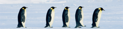 Penguins walking in a line