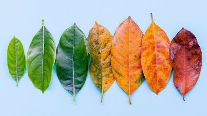 Fall leaves placed next to each other with changing colors from green to red