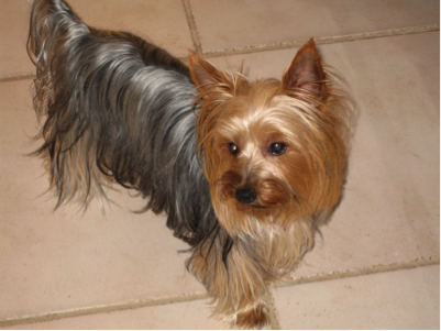 Yorkshire Terrier