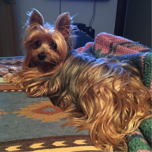 Yorkshire Terrier