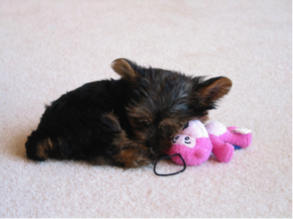 Yorkshire Terrier puppy