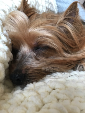 Yorkshire Terrier sleeping