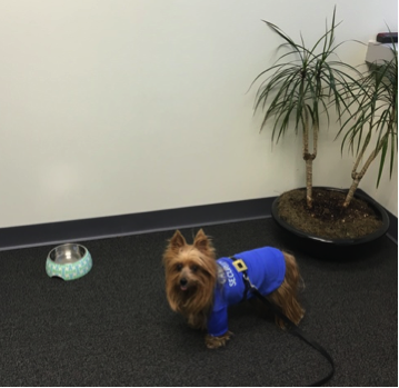 Yorkshire Terrier wearing vest