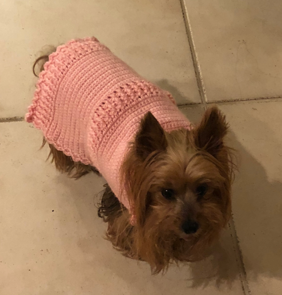 dog with crocheted sweater