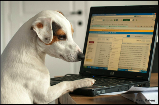 small dog typing on laptop computer