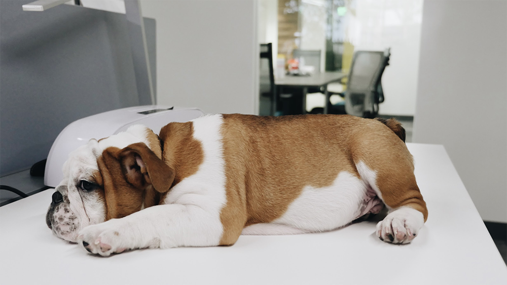 Puppy laying on desk at Wpromote.