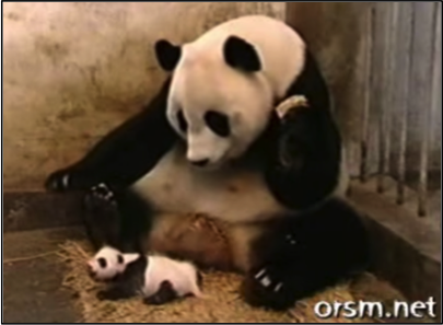 Mama panda and her baby cub