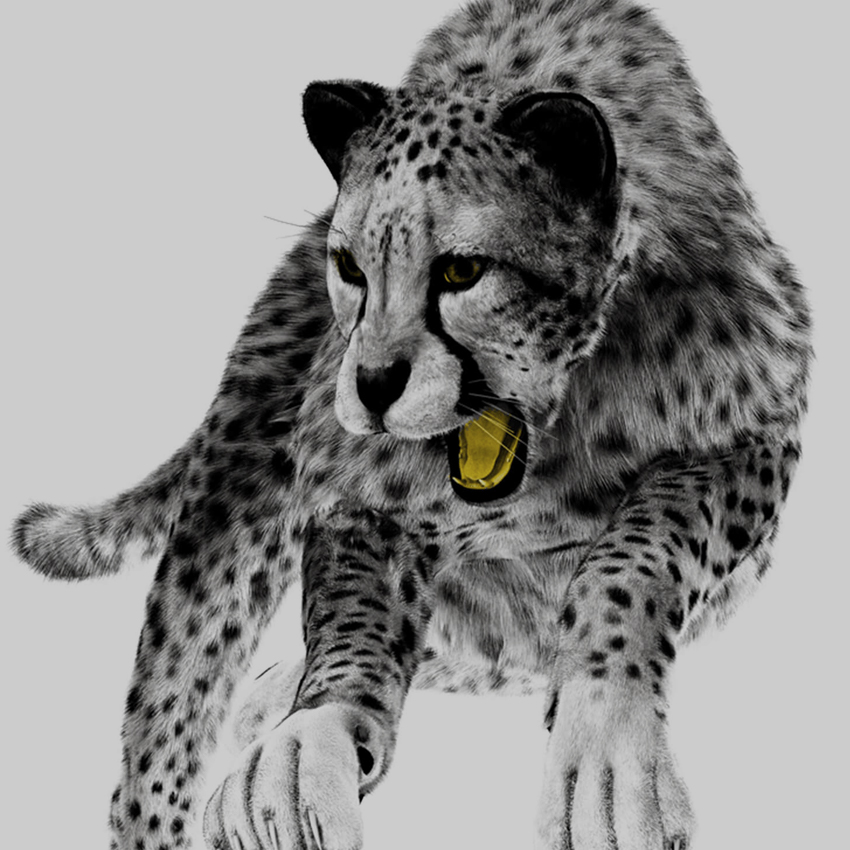 black and white panther