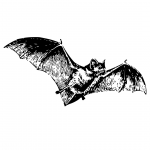 dracula bat