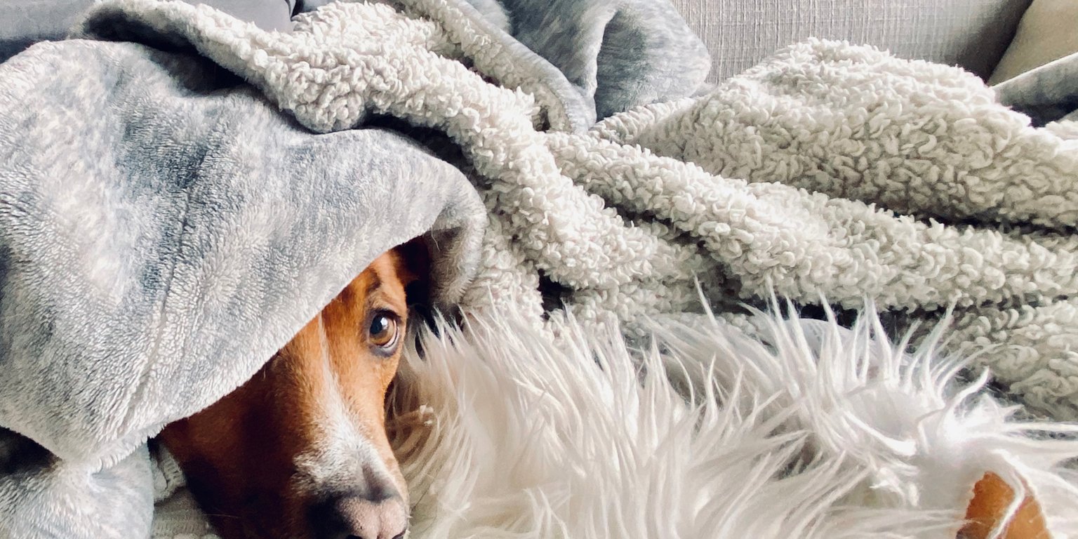 dog snuggled in the comfy