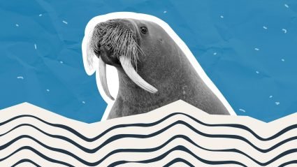 ad creative at scale: walrus formular