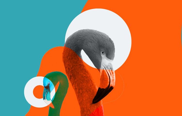 Two stylized flamingos, one gray and orange and the other blue and green, are set against an abstract orange and cyan background with white circular accents.