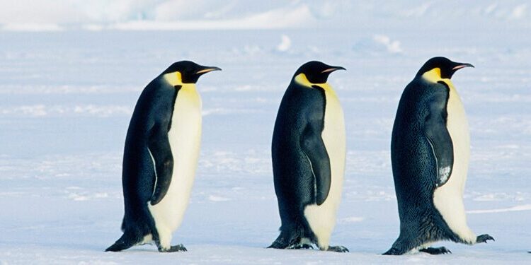 Five emperor penguins walk in a line across a snowy, icy landscape.
