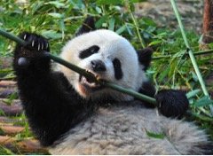 Google Panda Will Destroy Your Weak Content
