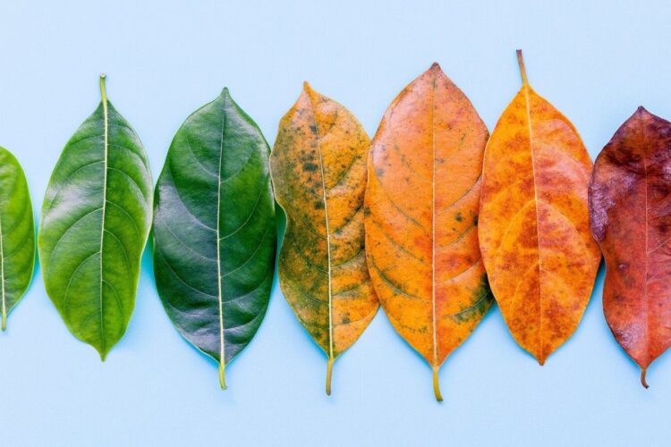 Seven leaves in a row show a color gradient from bright green on the left to orange and brown on the right, set against a light blue background.