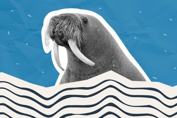 A walrus with long tusks and whiskers is shown against a blue background with wavy and squiggly line designs in the foreground.