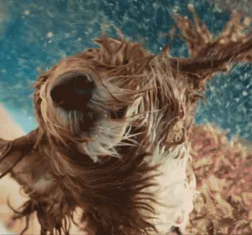 Wet dog shaking its head, fur and water droplets flying in all directions, with a blurred background.