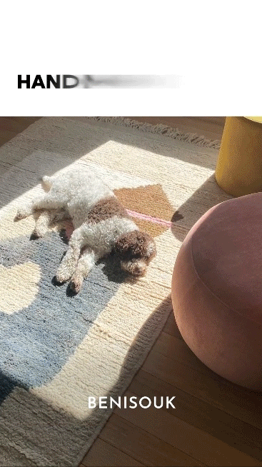 A small brown and white dog is lying on a patterned rug in a sunlit room next to a round pink ottoman.