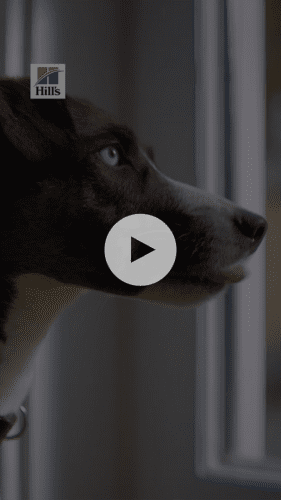 A dog with blue eyes looks out of a window. The Hill's logo is in the top left corner; a play button is centered on the image.