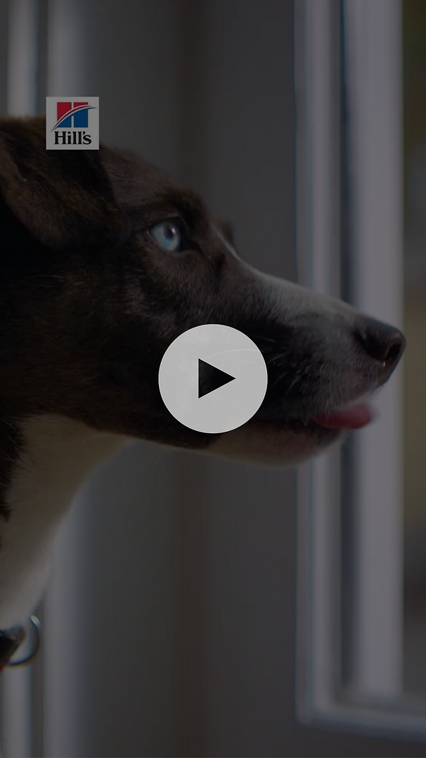 A dog with blue eyes looks out of a window. The Hill's logo is in the top left corner; a play button is centered on the image.