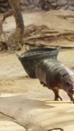 A baby hippopotamus walking on sandy ground with a large, empty black tub stuck on its back.