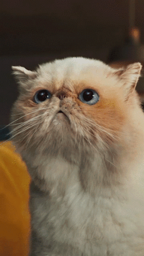 A fluffy, light-colored cat with blue eyes looks upward with a slightly grumpy expression.
