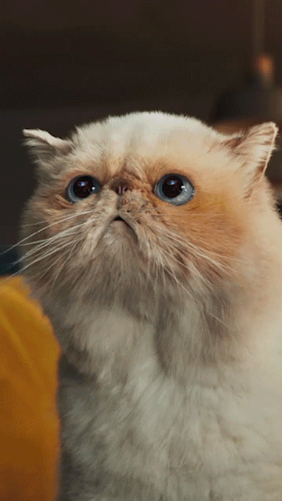 A fluffy, light-colored cat with blue eyes looks upward with a slightly grumpy expression.