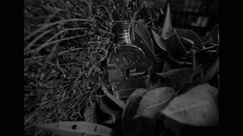 A glass bottle labeled “Will Defenninger” is nestled among dense foliage and plants in a black and white photograph.